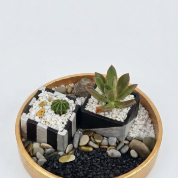 Succulent & Cacti Arrangement