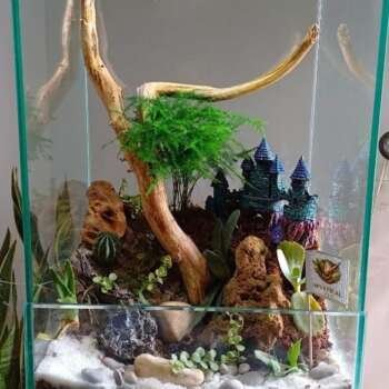 Terrarium